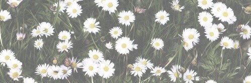MollyDenzer's profile banner image