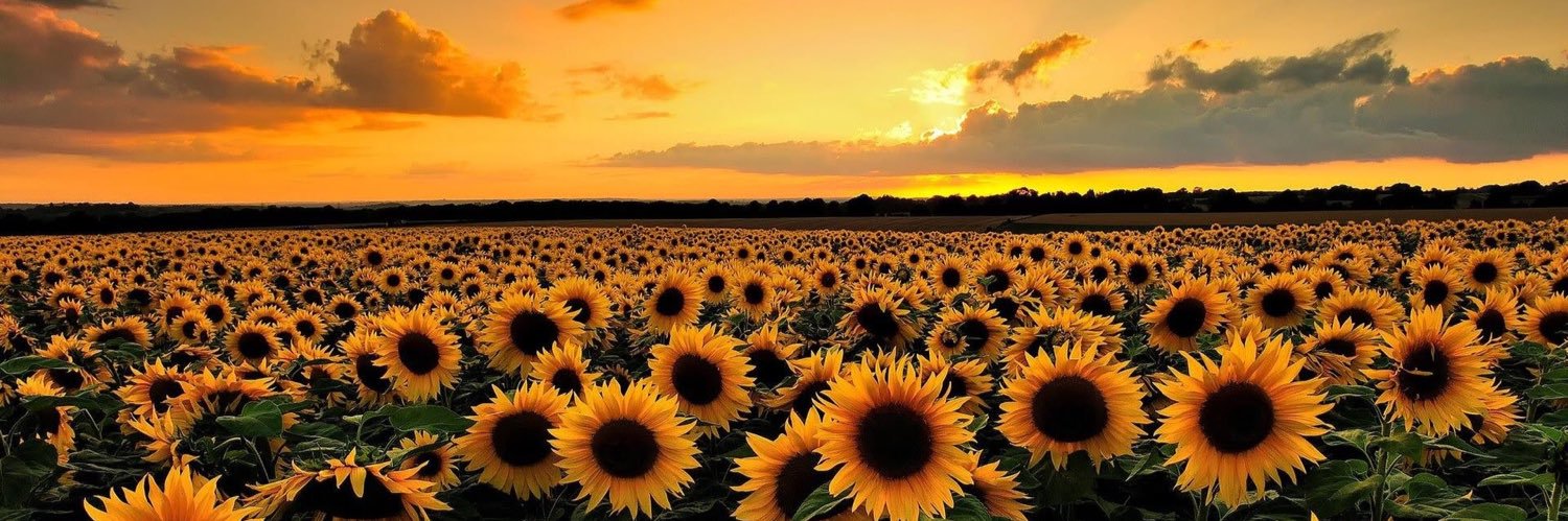 emilyingram21's profile banner image