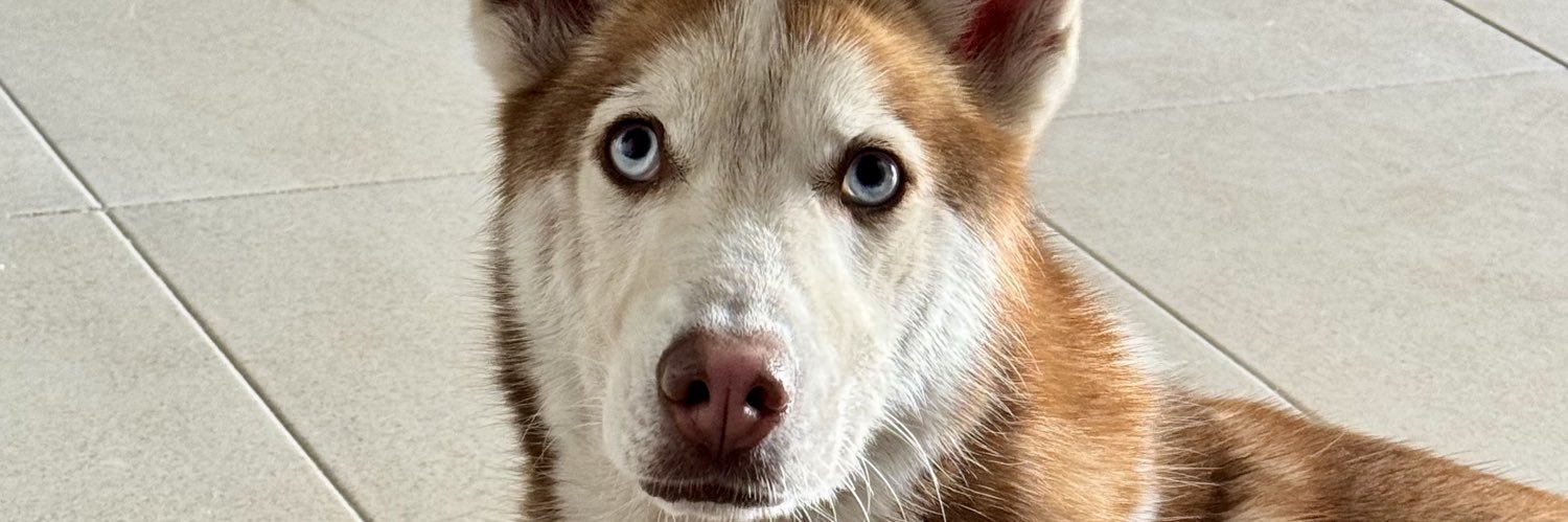 gabysiilvan's profile banner image