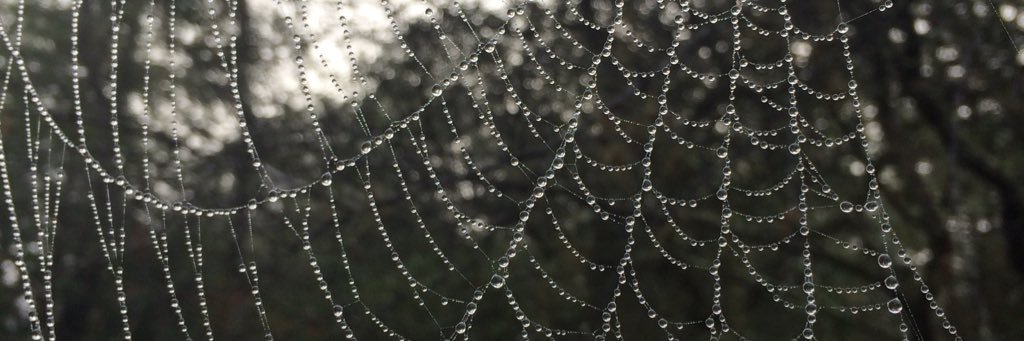 ひろこ＠Blueskyにいます banner