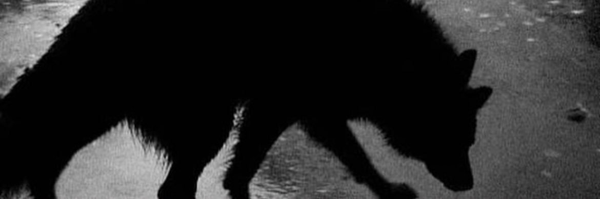 Nicky__Barbs's profile banner image