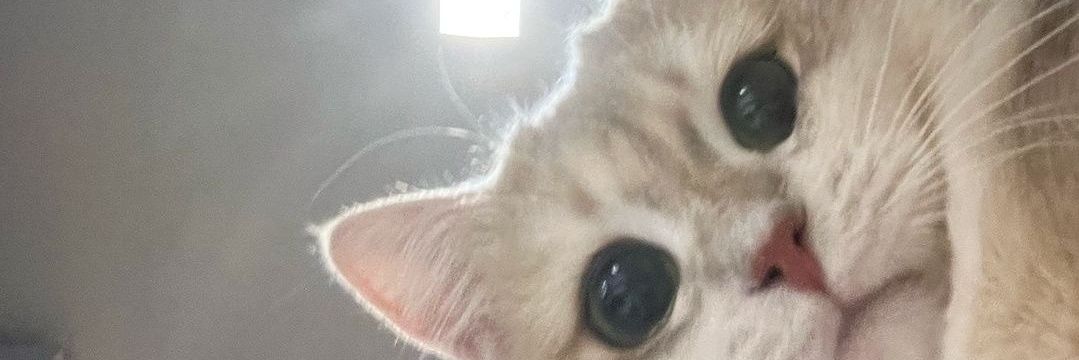 anigerrrr's profile banner image