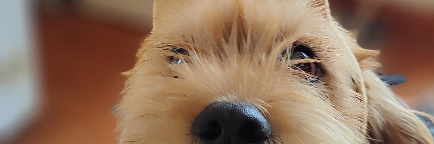 5477Liz's profile banner image