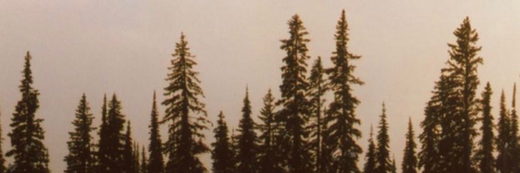 alex_chilton's profile banner image