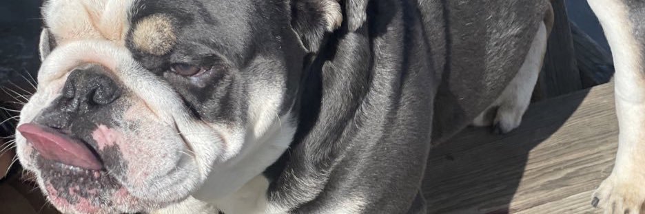 raidertoxica's profile banner image