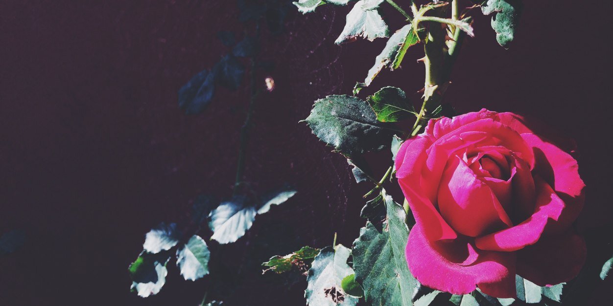 crdubz's profile banner image