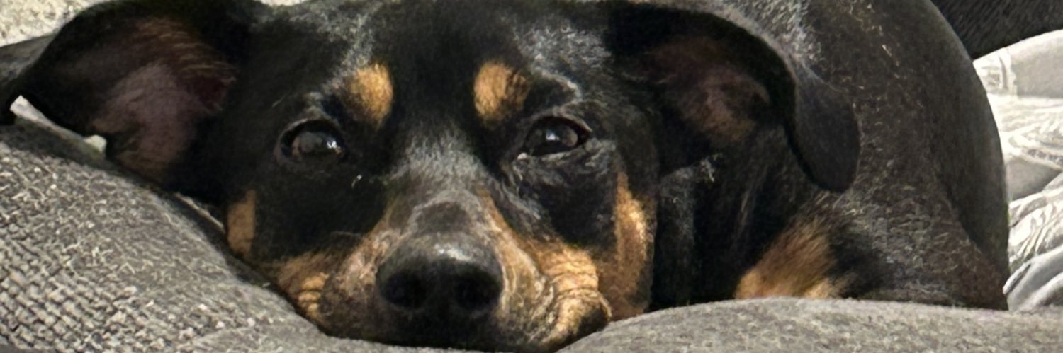 lesntzlie's profile banner image