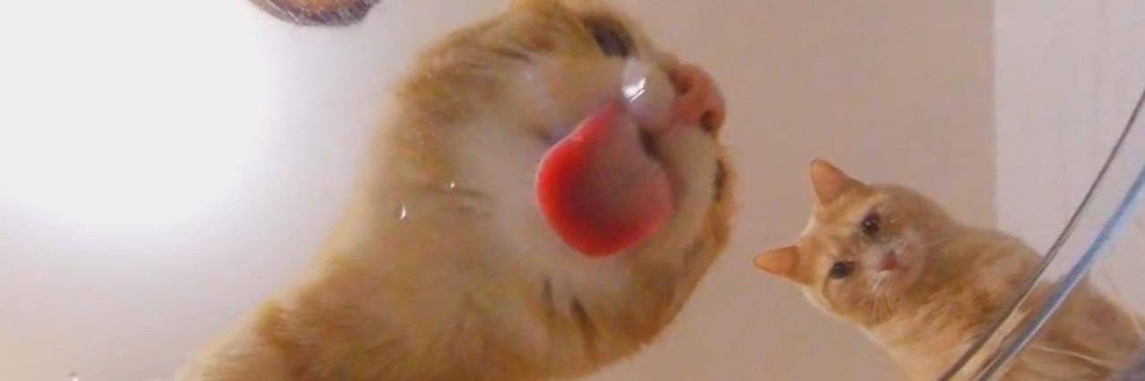 lauinmars's profile banner image