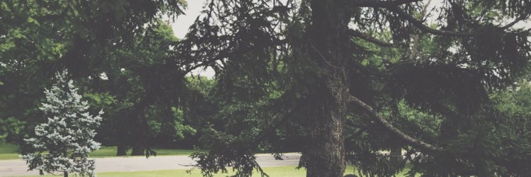 MatthewScheall's profile banner image