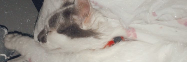 Gabirrd's profile banner image