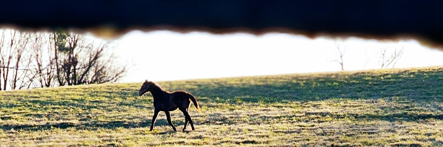 ⚖️👊Ellen Allen-Hook🌎🌈🌊🇺🇦 banner