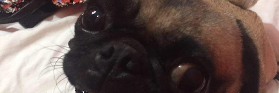 deyis banner