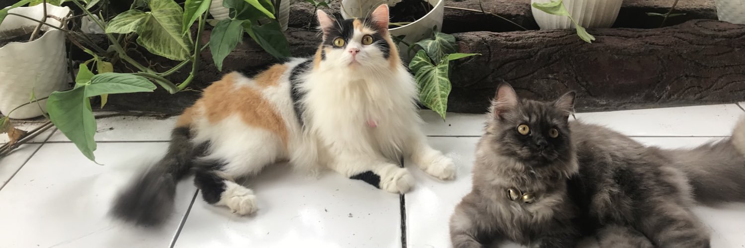 Intansaniindah's profile banner image