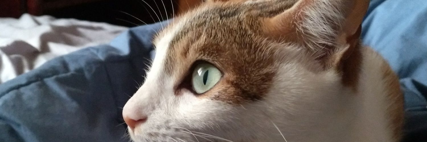 Bolloleta's profile banner image