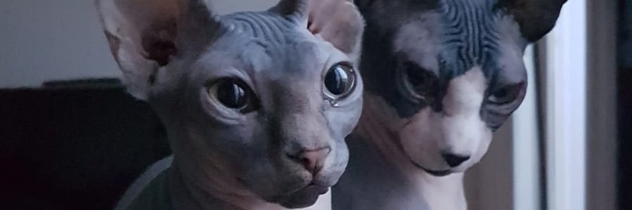 jmaxmoris's profile banner image