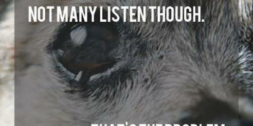 petsinbalance's profile banner image