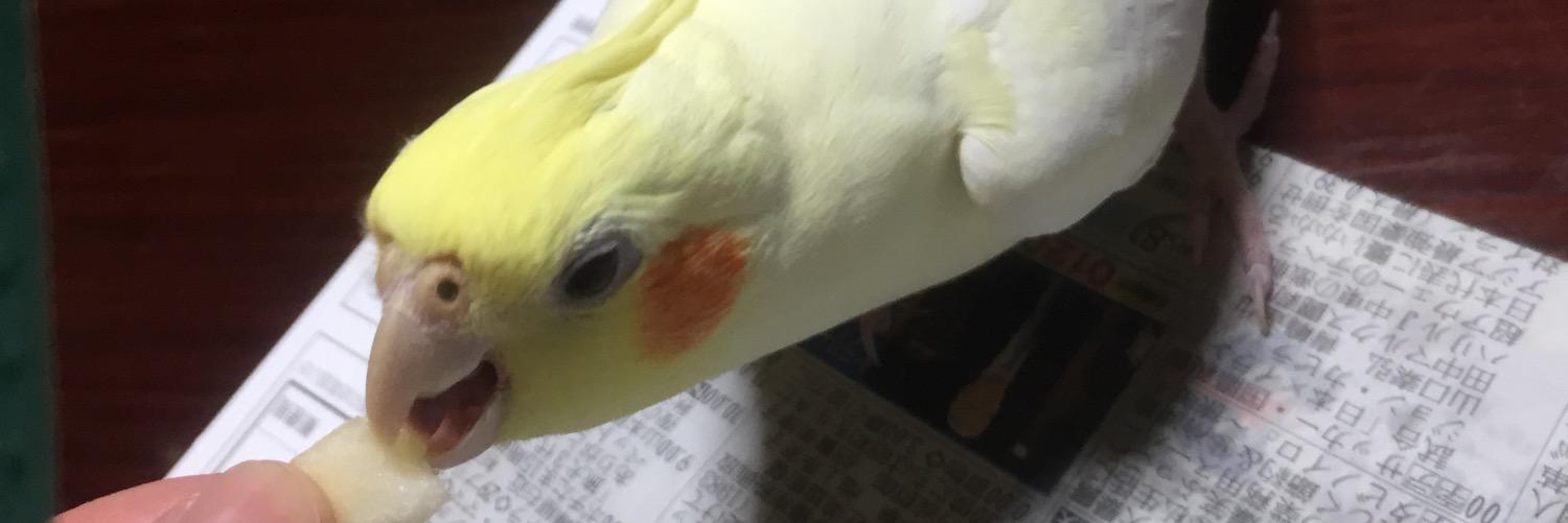 pikarincho's profile banner image