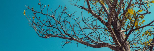 jnascim Profile Banner