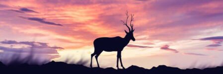 7ussam1981's profile banner image