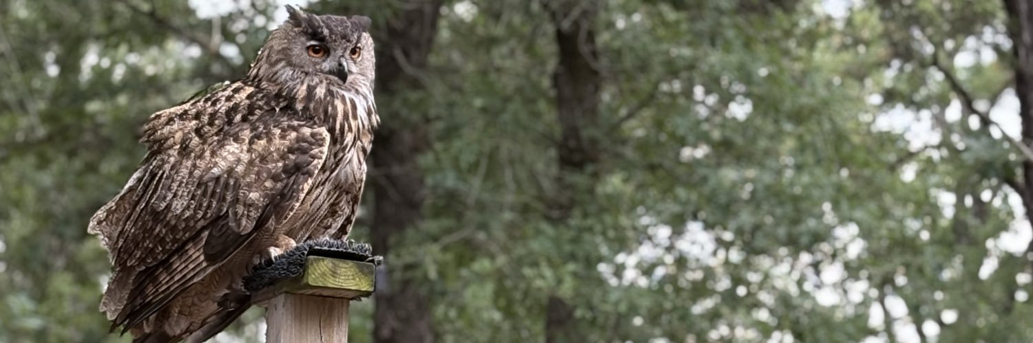 daniowltx's profile banner image