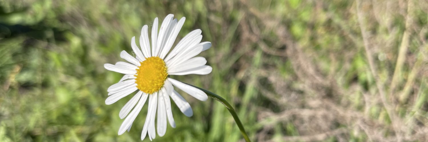 Dimity Ferguson banner
