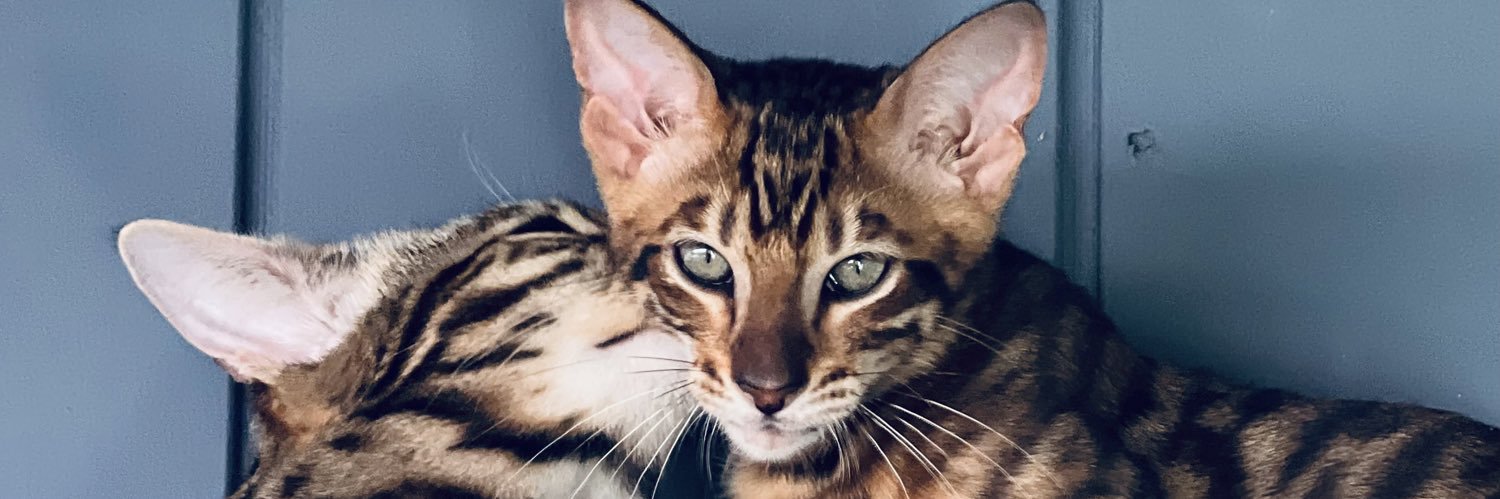 LokiXrp's profile banner image