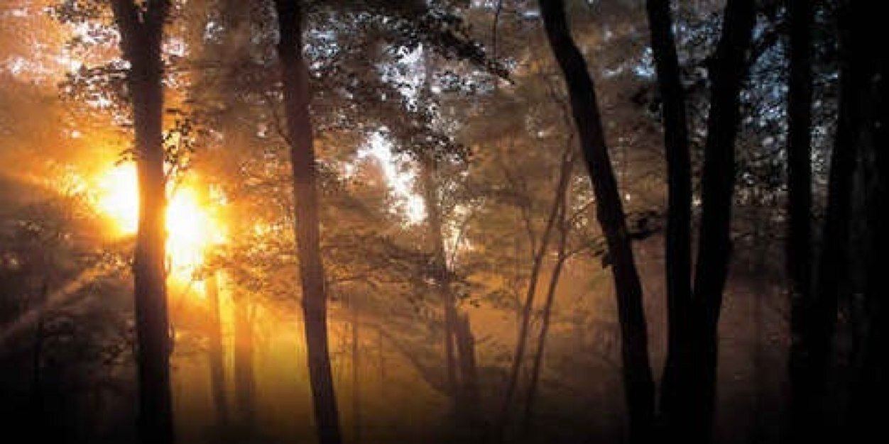 cedar_red's profile banner image