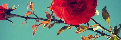 OffTheFfnWall's profile banner image