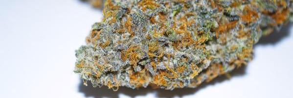 WeedStrains156's profile banner image