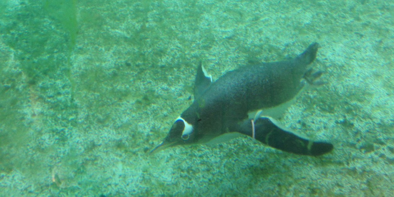 circa.lens🌘🛸 🐐🌊📘(L3, ❄️)(💙,🧡)(🌸, 🌿)🔴✨ banner