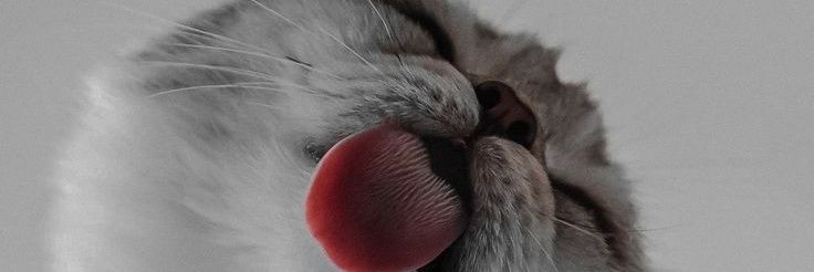 wikicalvo's profile banner image