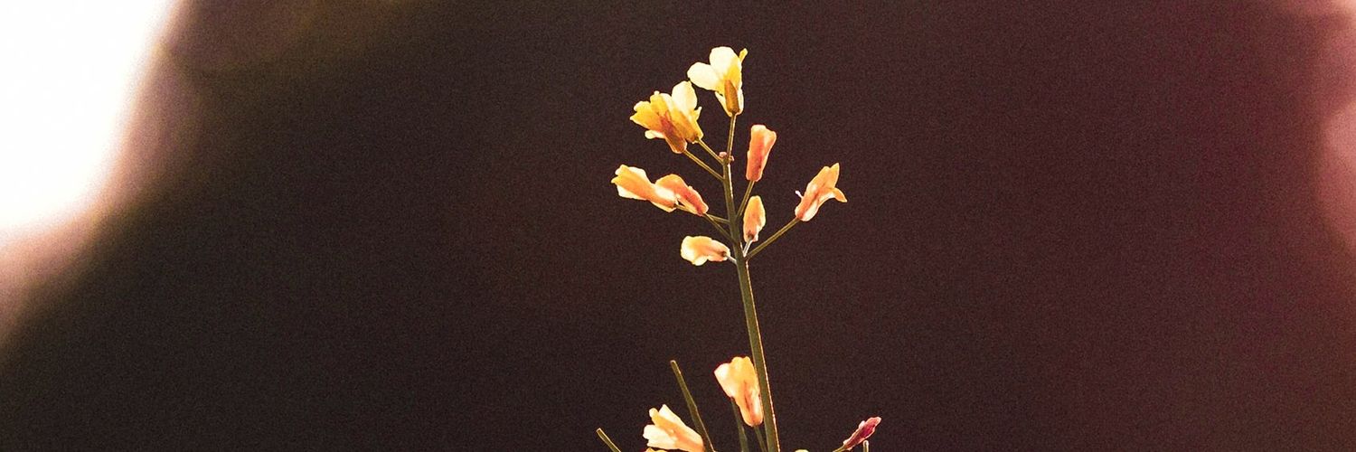 zolamah's profile banner image