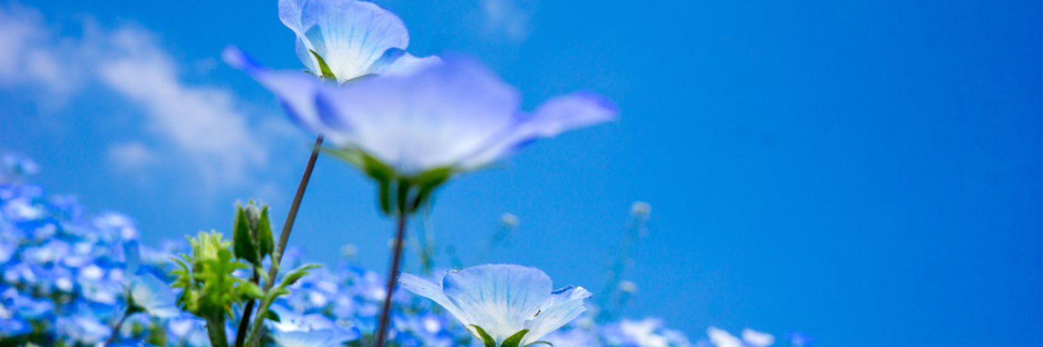 rok_sas's profile banner image
