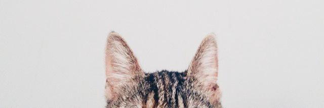 aytangan's profile banner image