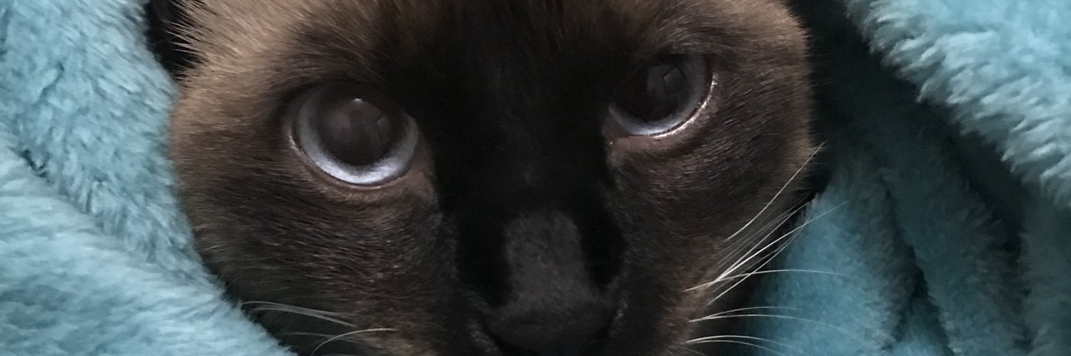 rachadinha pode banner