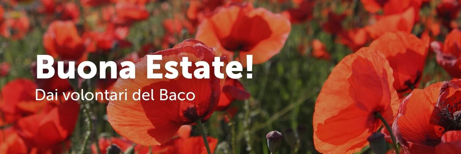 IlBacodaSeta's profile banner image