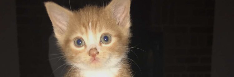meredythcarroll's profile banner image