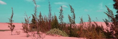 Dominique banner