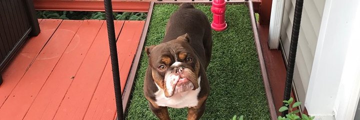 Porch Potty banner