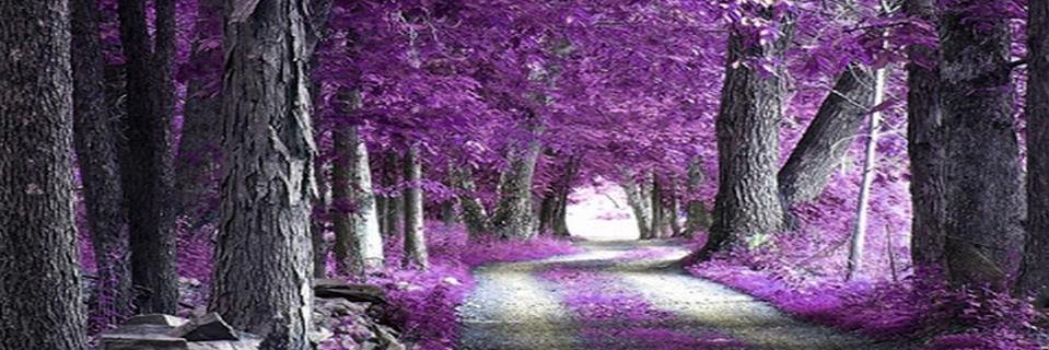 Stephanie V banner