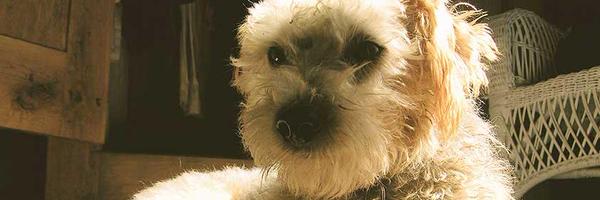 MRbelzer Profile Banner