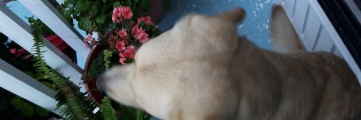 Maha_fruit's profile banner image