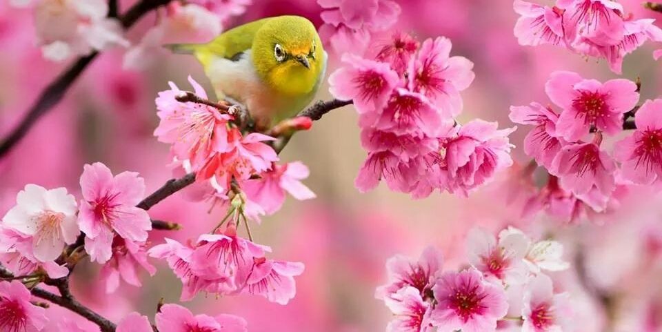 iris856's profile banner image