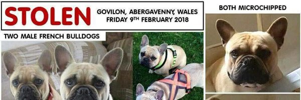 BlueFrenchie1 Profile Banner