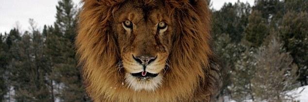 Cody_Simmons's profile banner image