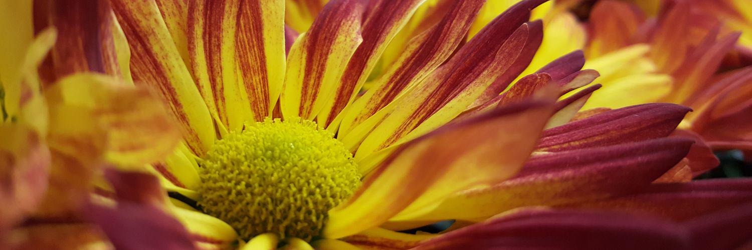 SarahLasecki's profile banner image