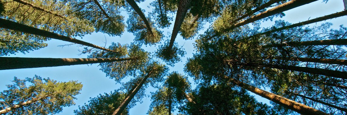 Bryan Bozeman banner