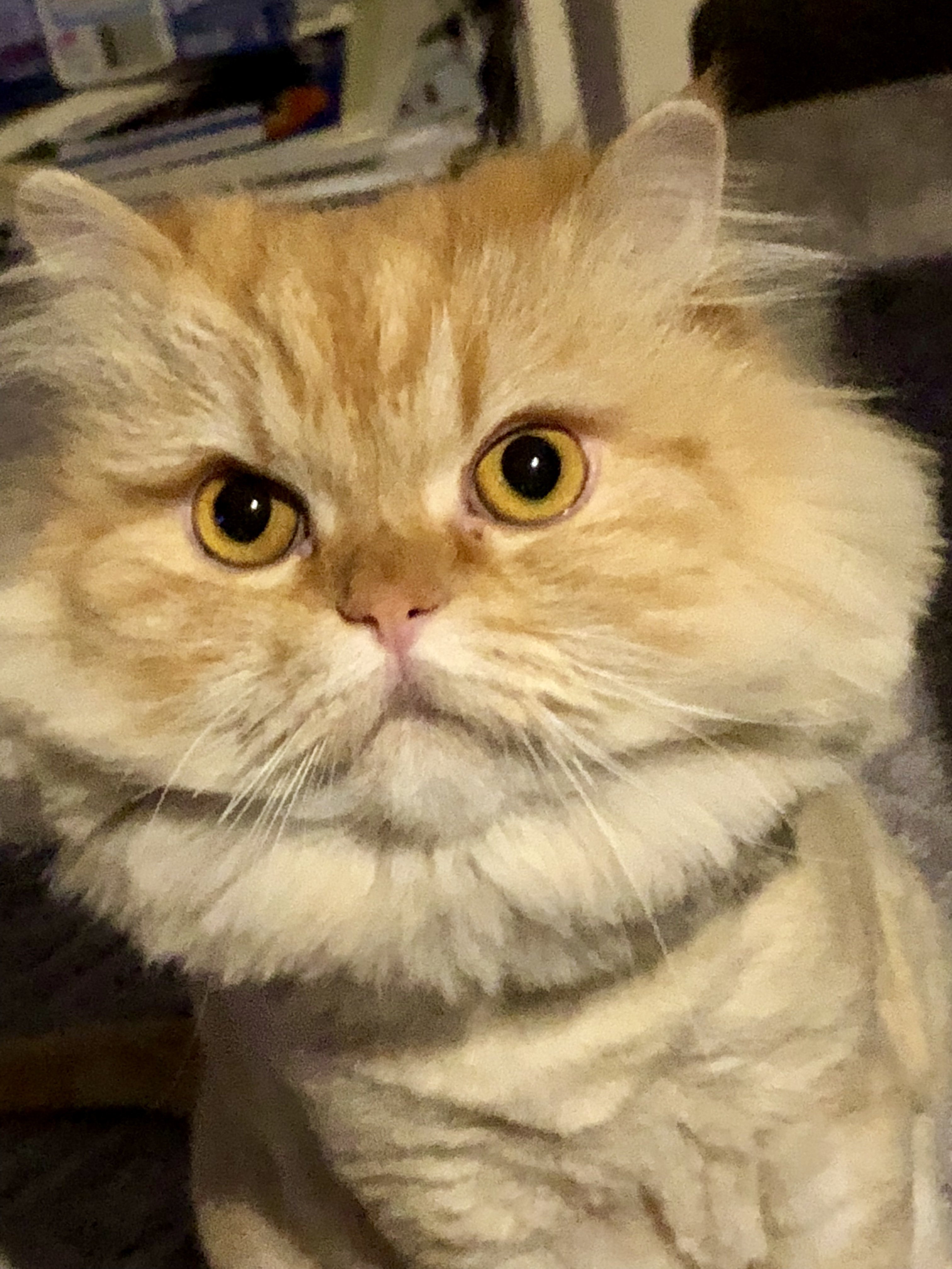fullersloane's profile banner image