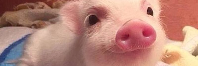 maria manoela banner