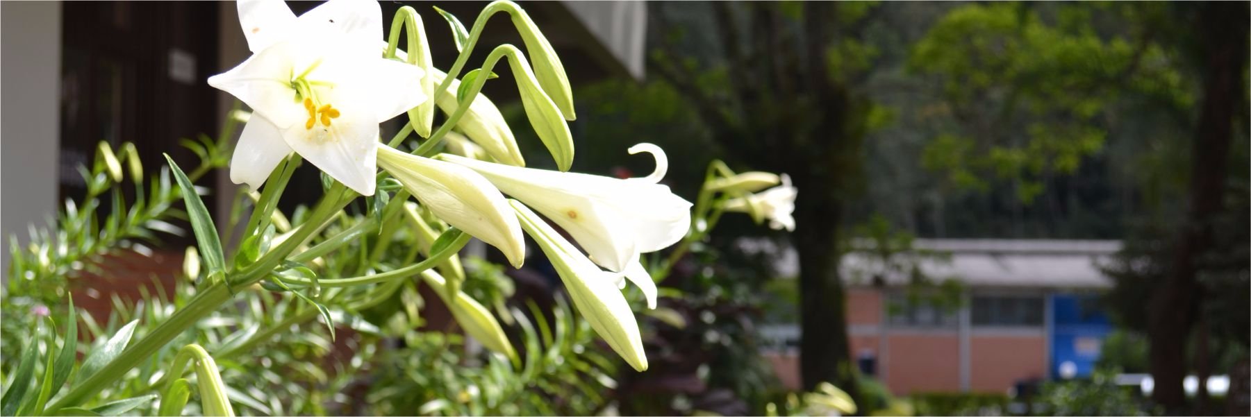 cepcalabria's profile banner image